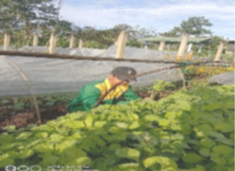 CARA MEMBUAT PUPUK KOMPOS